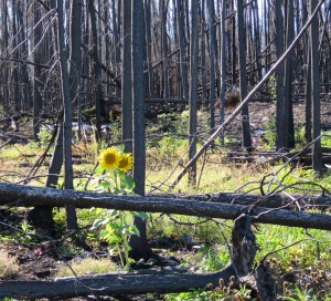 sunflower-in-the-burn